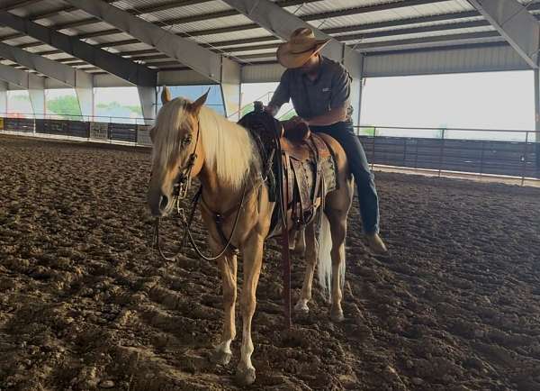 kid-safe-quarter-horse