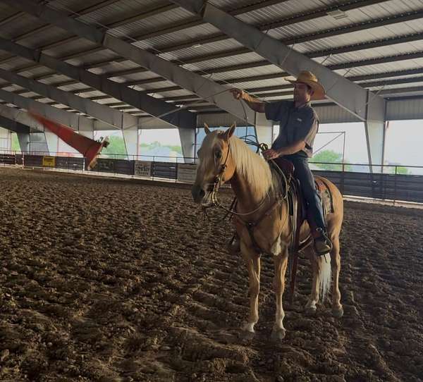 ranch-quarter-horse