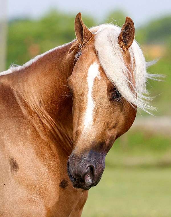 ranch-work-quarter-horse
