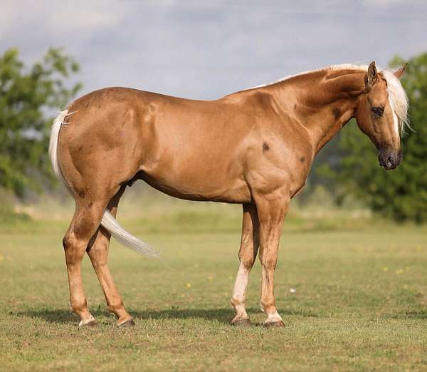 roping-quarter-horse