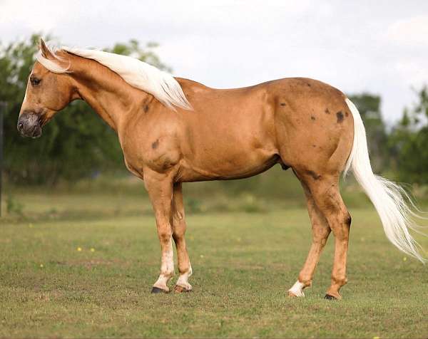 show-quarter-horse