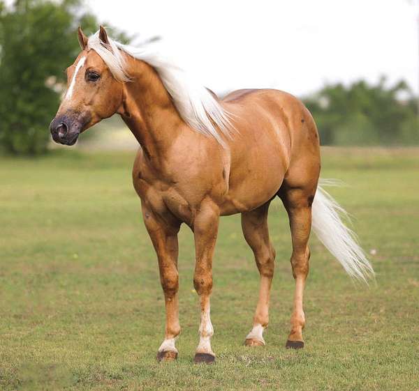 trail-quarter-horse