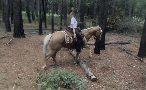 western-riding-quarter-horse