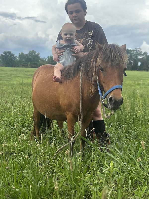 miniature-mare