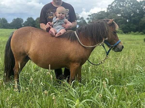 miniature-horse-for-sale
