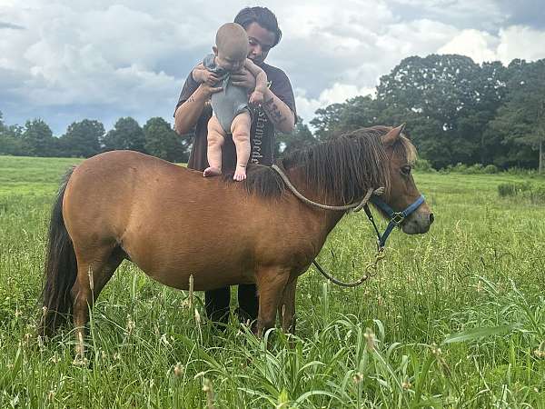miniature-horse