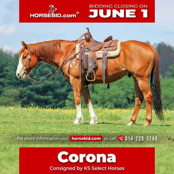 all-around-quarter-horse