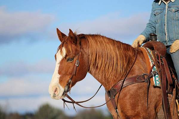 athletic-quarter-horse