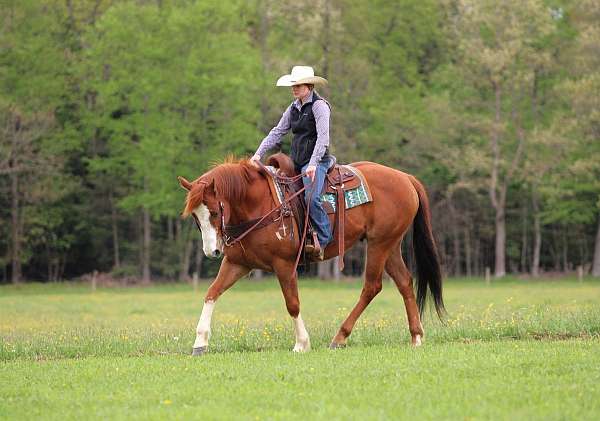 beginner-quarter-horse