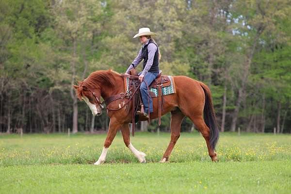 flashy-quarter-horse