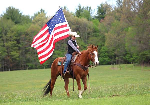 husband-safe-quarter-horse