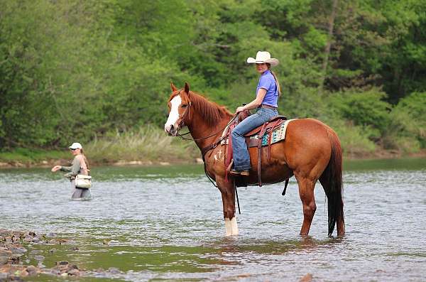 kid-safe-quarter-horse
