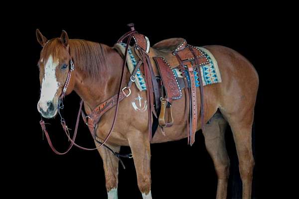 roping-quarter-horse