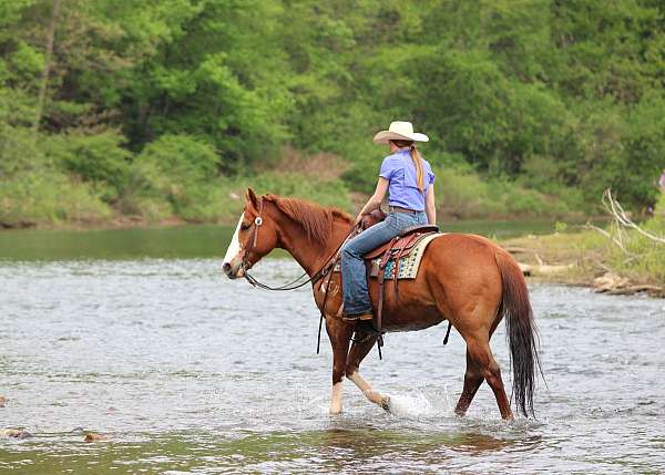 show-quarter-horse