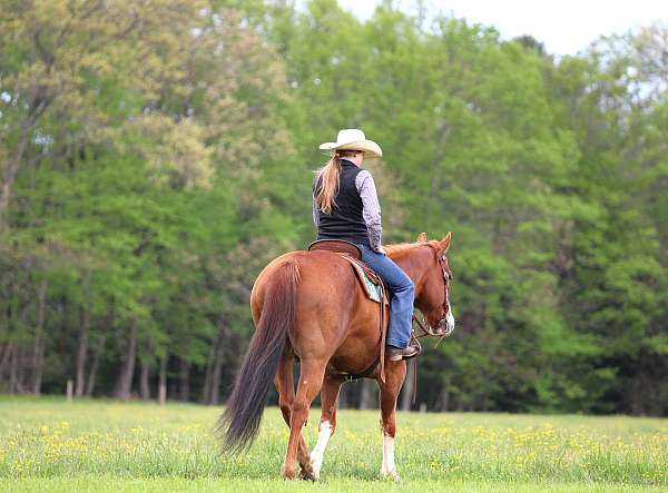 trail-quarter-horse