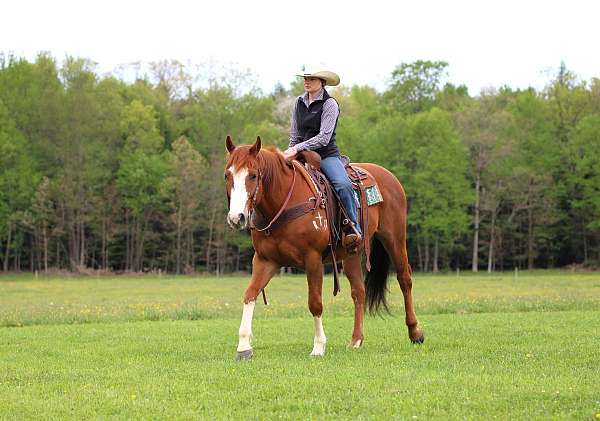trail-riding-quarter-horse