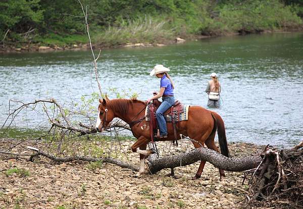 western-riding-quarter-horse