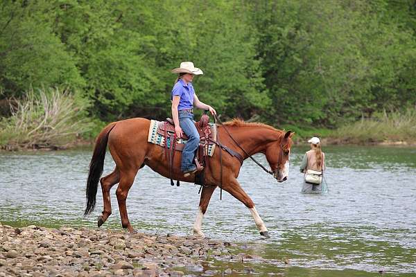 working-cattle-quarter-horse