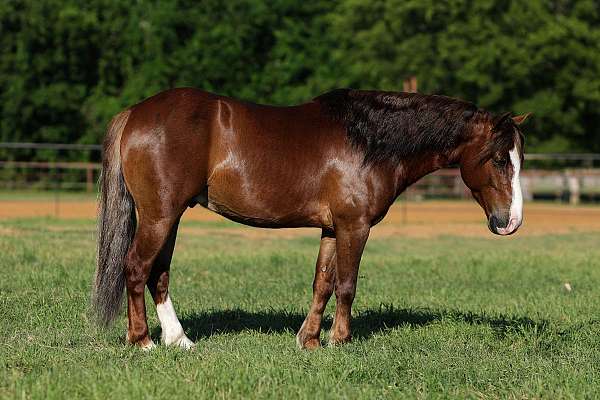 athletic-pony