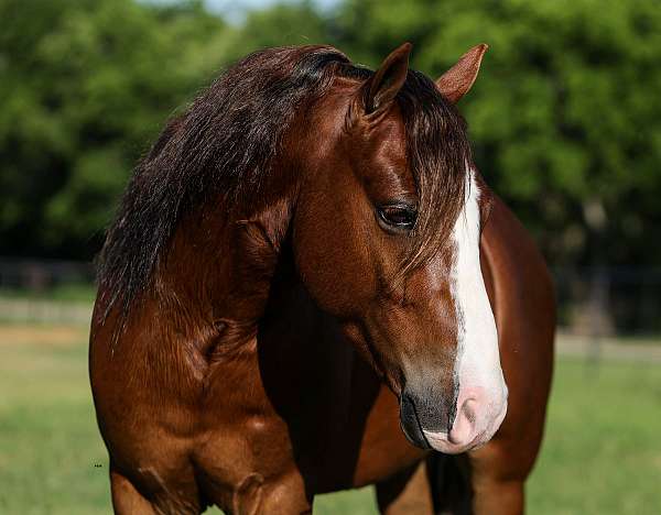 beginner-pony