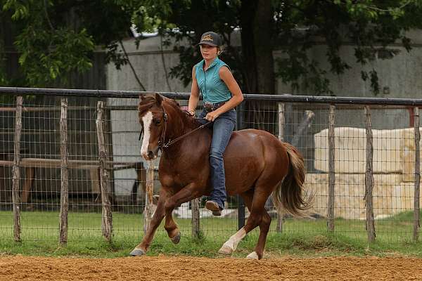 english-pleasure-pony