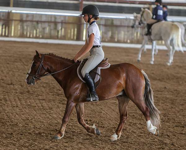 flashy-pony