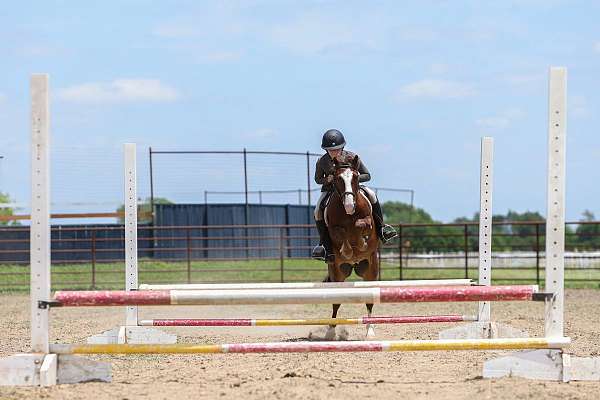 hunter-jumper-pony