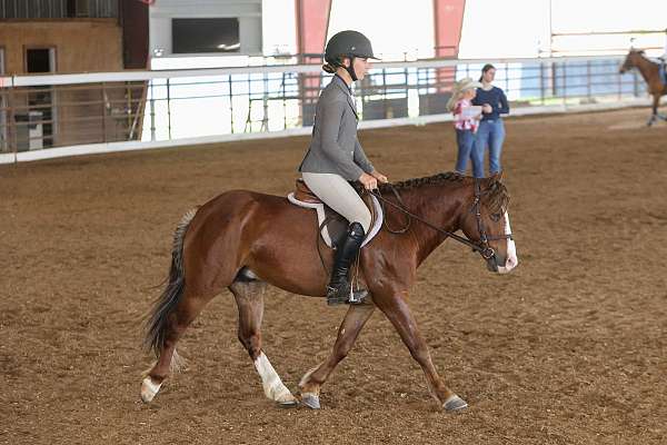 roping-pony