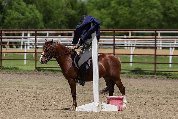 show-pony