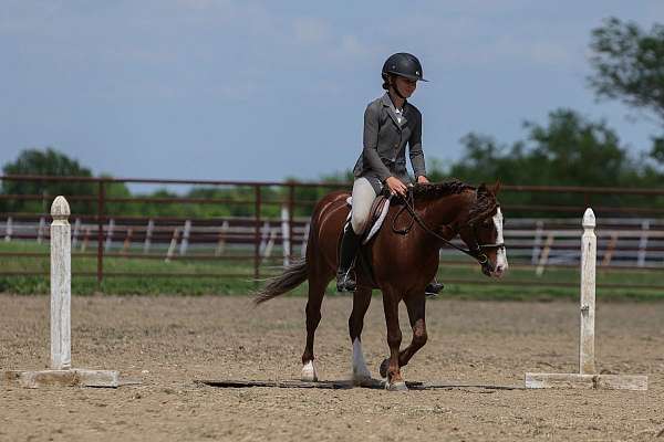 trail-pony