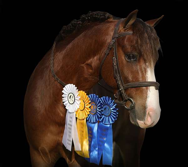 sorrel-pony-gelding