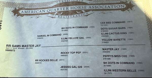 athletic-quarter-horse