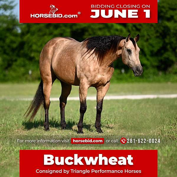 all-around-quarter-horse