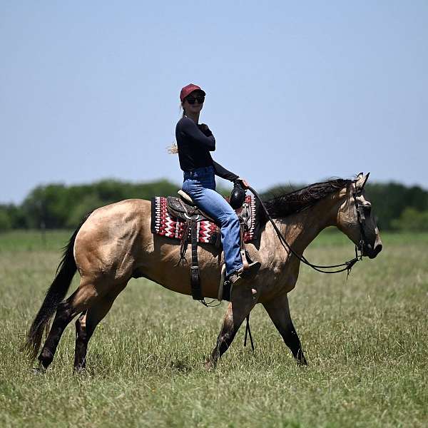 heading-quarter-horse