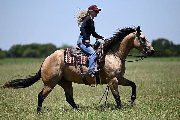 husband-safe-quarter-horse