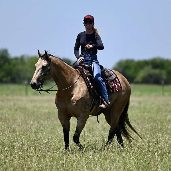 performance-quarter-horse