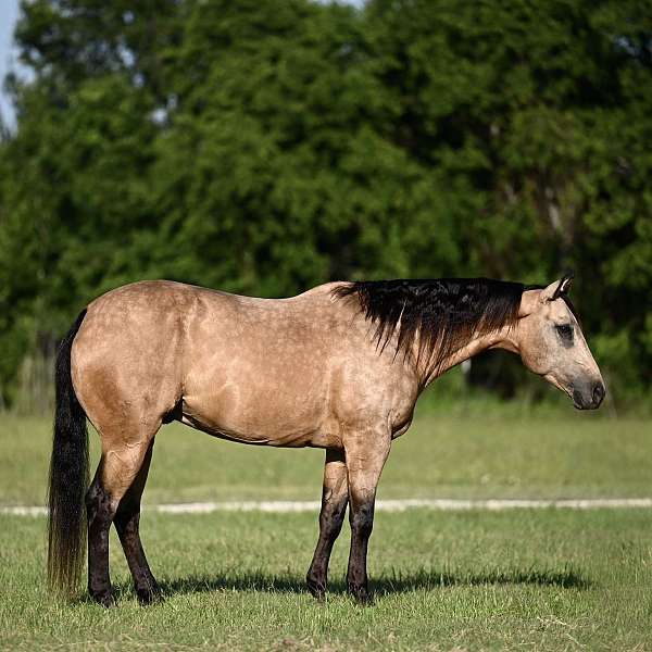ranch-work-quarter-horse