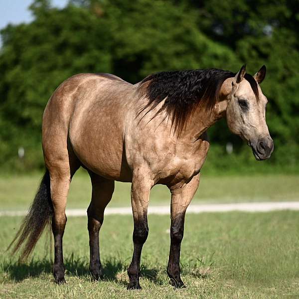 roping-quarter-horse