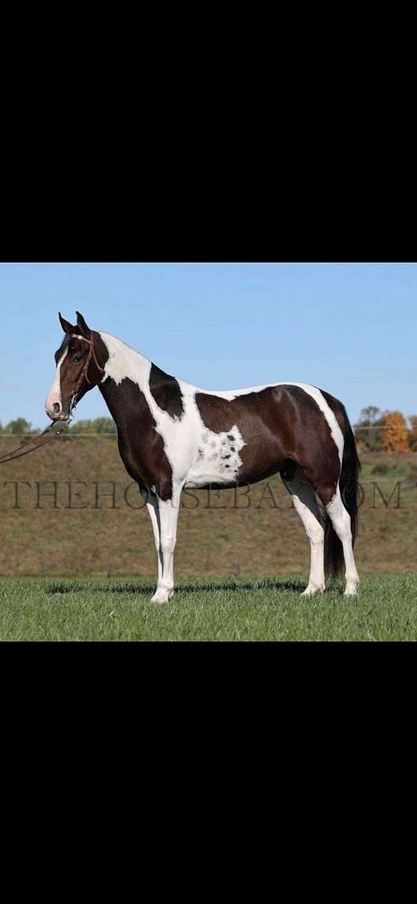 tennessee-walking-gelding