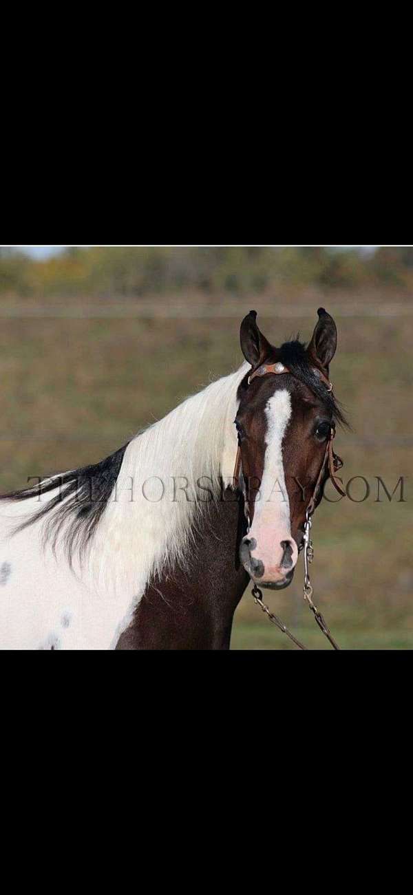 tennessee-walking-horse-for-sale
