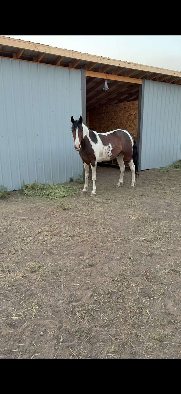 tennessee-walking-horse
