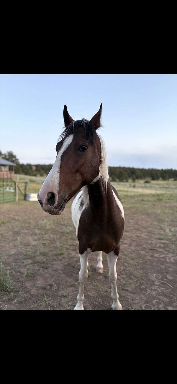 gelding