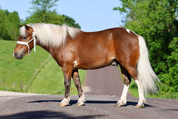 beginner-pony