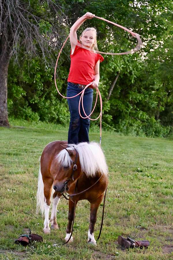 chestnut-pony-gelding