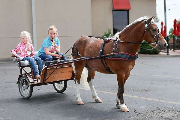 chestnut-all-around-pony