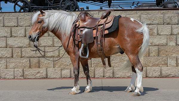 chestnut-beginner-pony