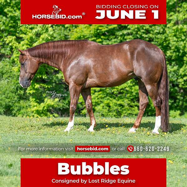 all-around-quarter-horse