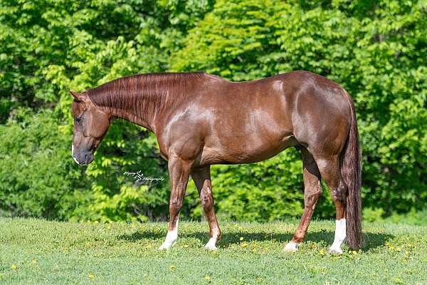 husband-safe-quarter-horse