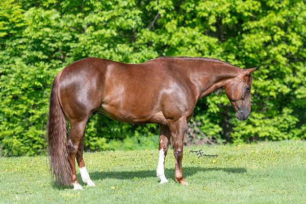 athletic-quarter-horse