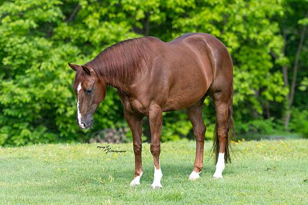 performance-quarter-horse